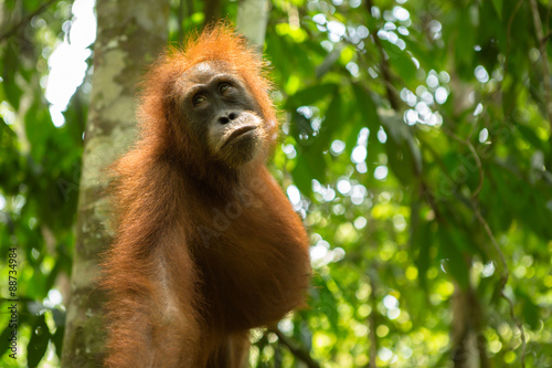 Orang-Utan in Bukit-Lawang photo