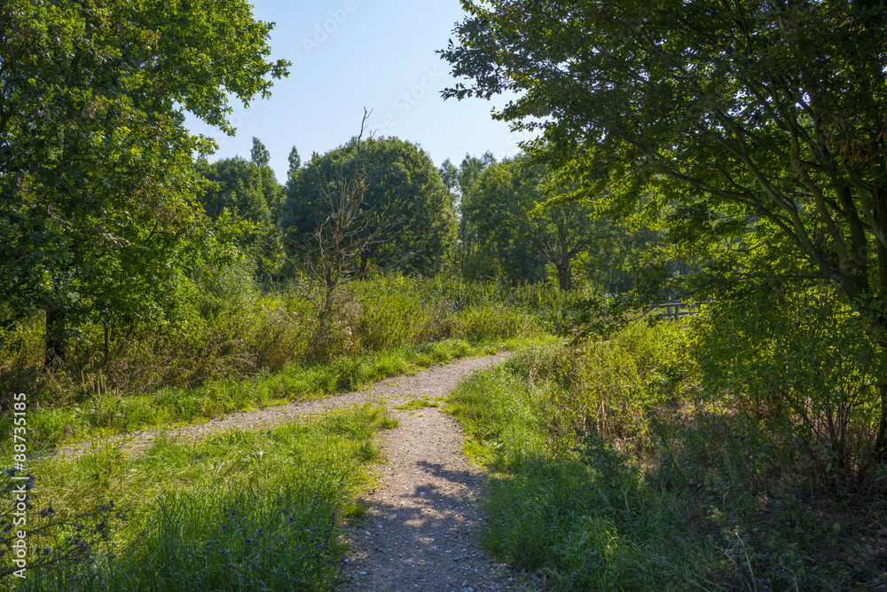 Naklejka premium Wooden bridge in nature in summer
