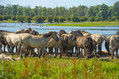 Fototapeta Naklejka Na Ścianę i Meble -  Herd of horses along the shore of a lake in summer