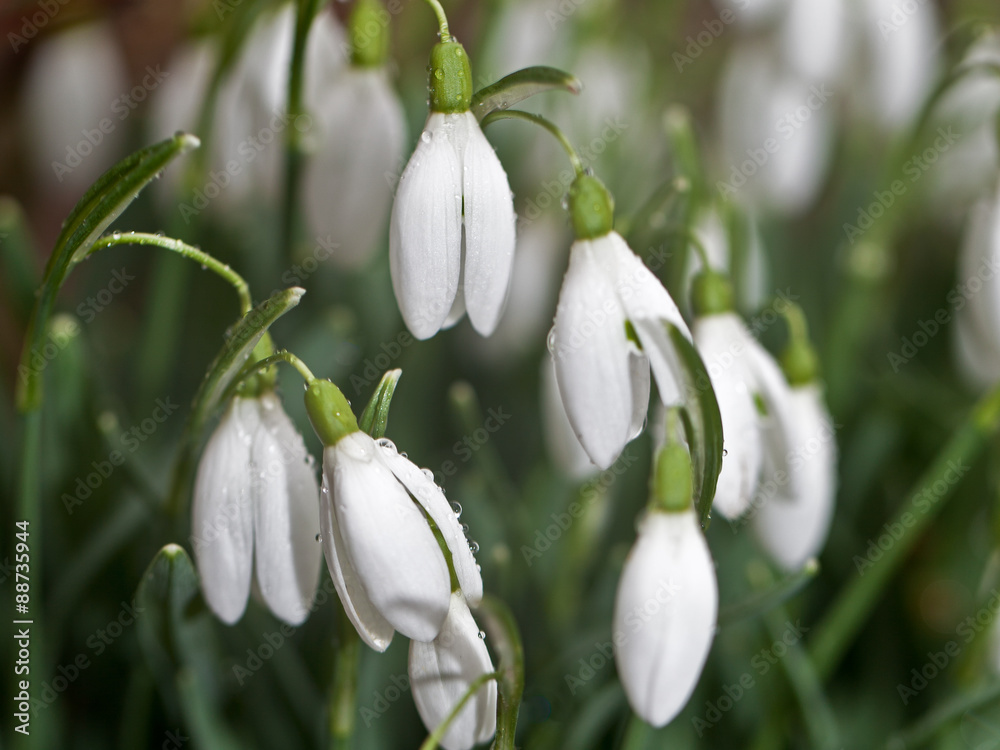 Fototapeta premium Morning snowdrops
