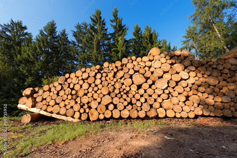 Wooden Logs with Forest on Background. Trunks of trees cut and stacked in the foreground, green pine in the background with blue sky
