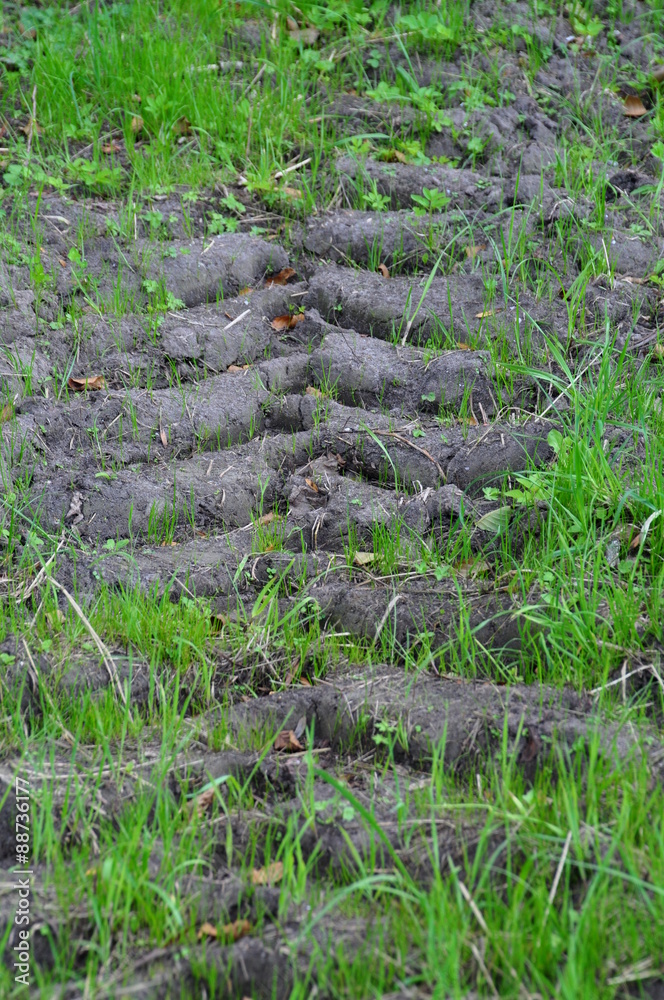Fototapeta premium Im Gras unterwegs gewesen