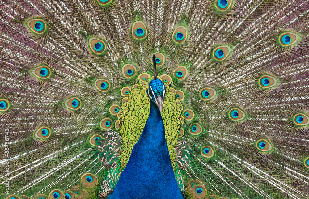 Obraz premium Peacock display