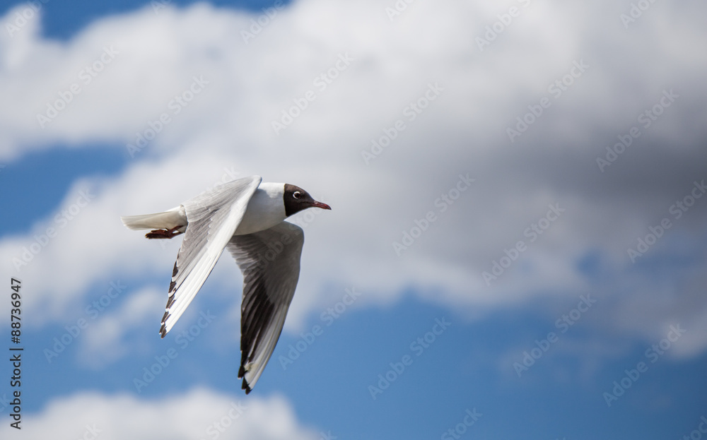 Obraz premium Bird Flapping