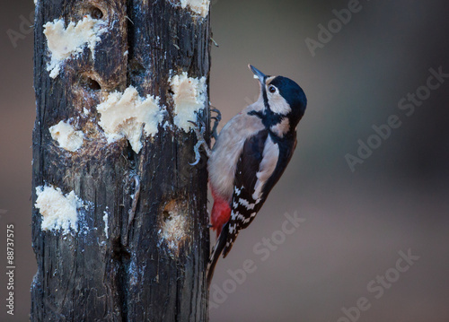 Bilde på lerret Greater Spotted Wood pecker feeding