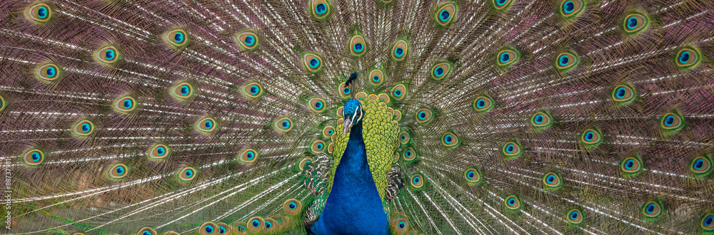 Fototapeta premium Peacock display