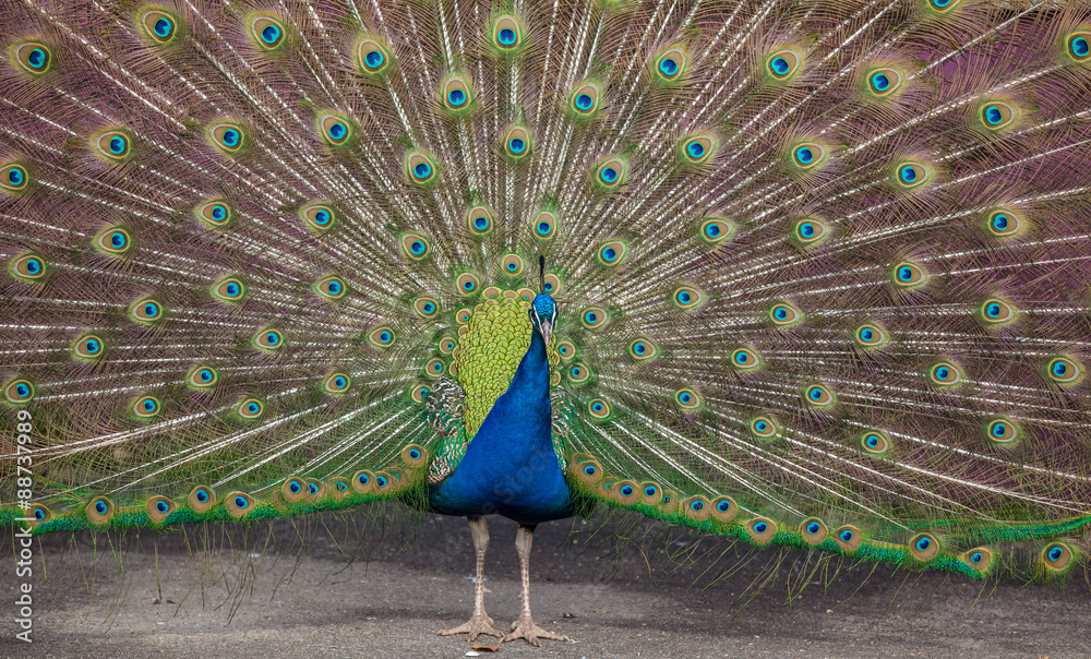 Obraz premium Peacock display