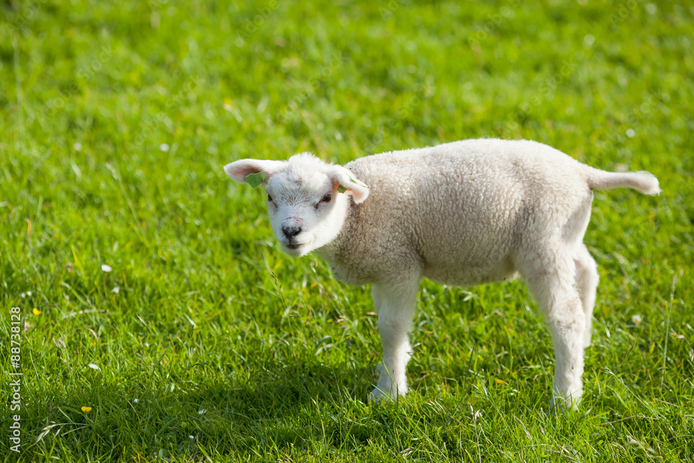 Obraz premium farm lamb on green grass background