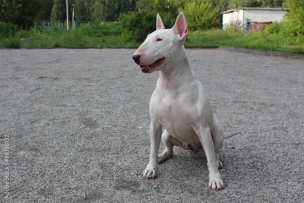 English bull Terrier walks outdoors in the summer