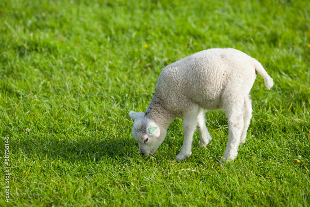 farm lamb on green grass background farm lamb on green grass background
