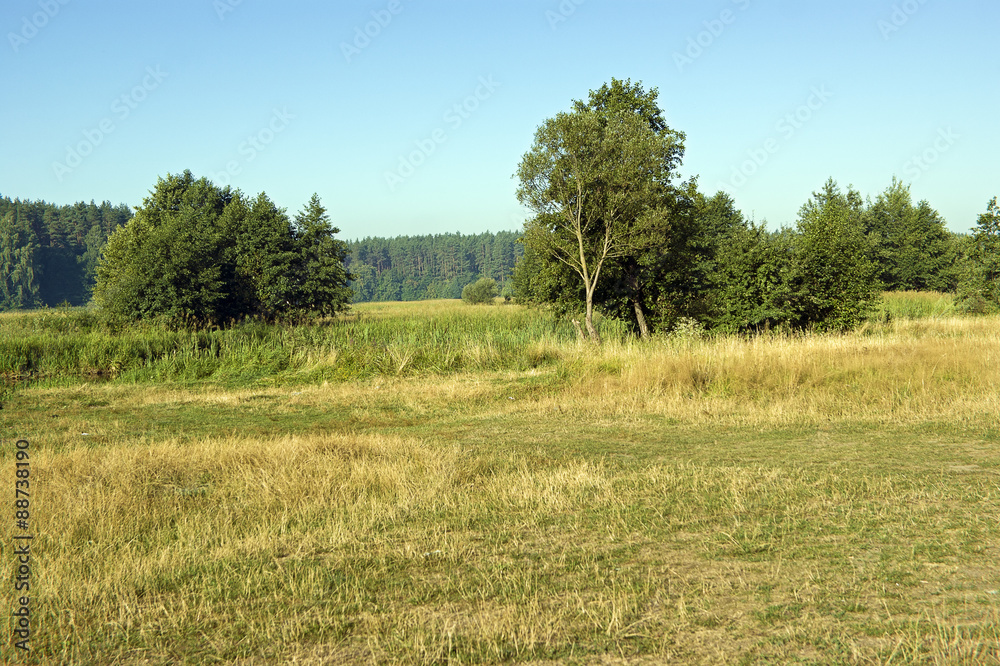 Fototapeta premium Лето в разгаре