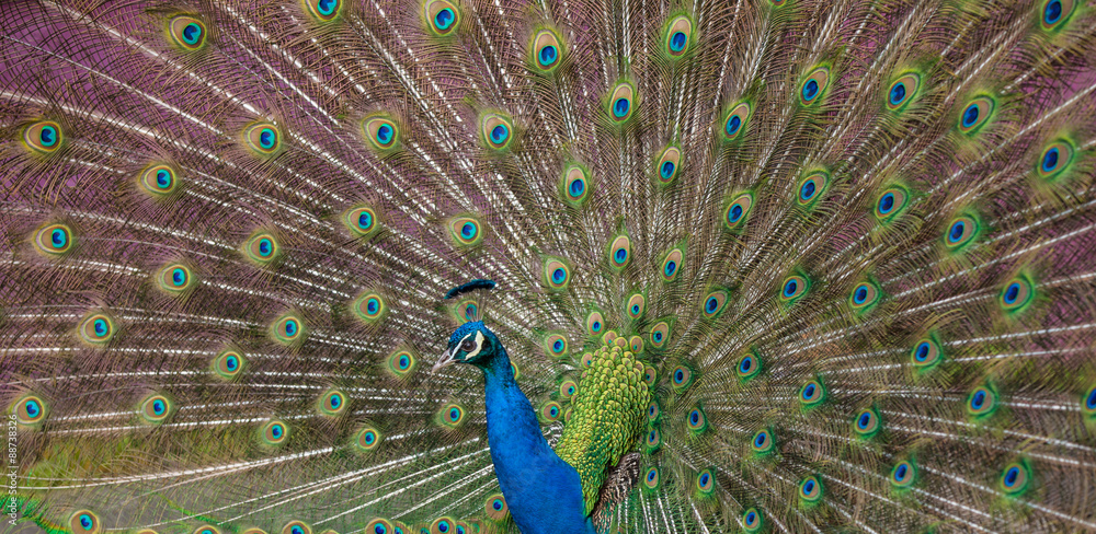 Obraz premium Peacock display