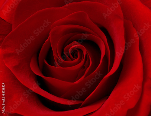 close up macro of red rose