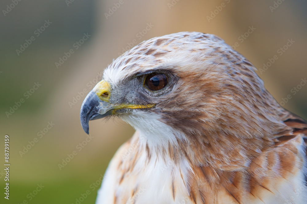 Close up red tailed hawk Close up red tailed hawk