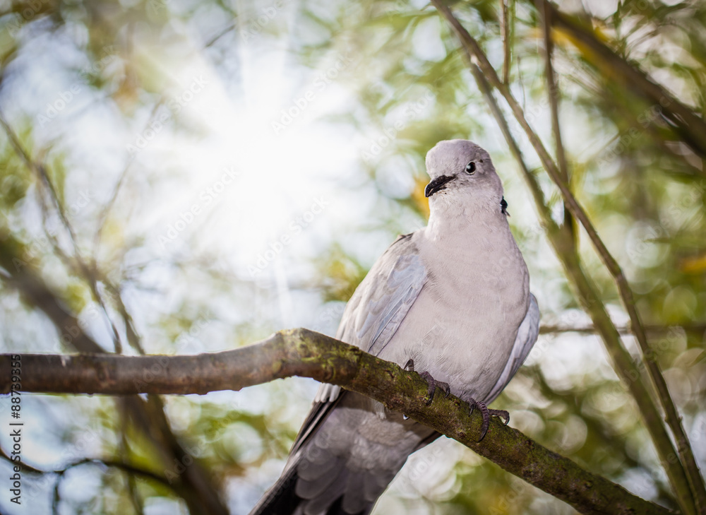 Obraz premium Pidegoen on Tree