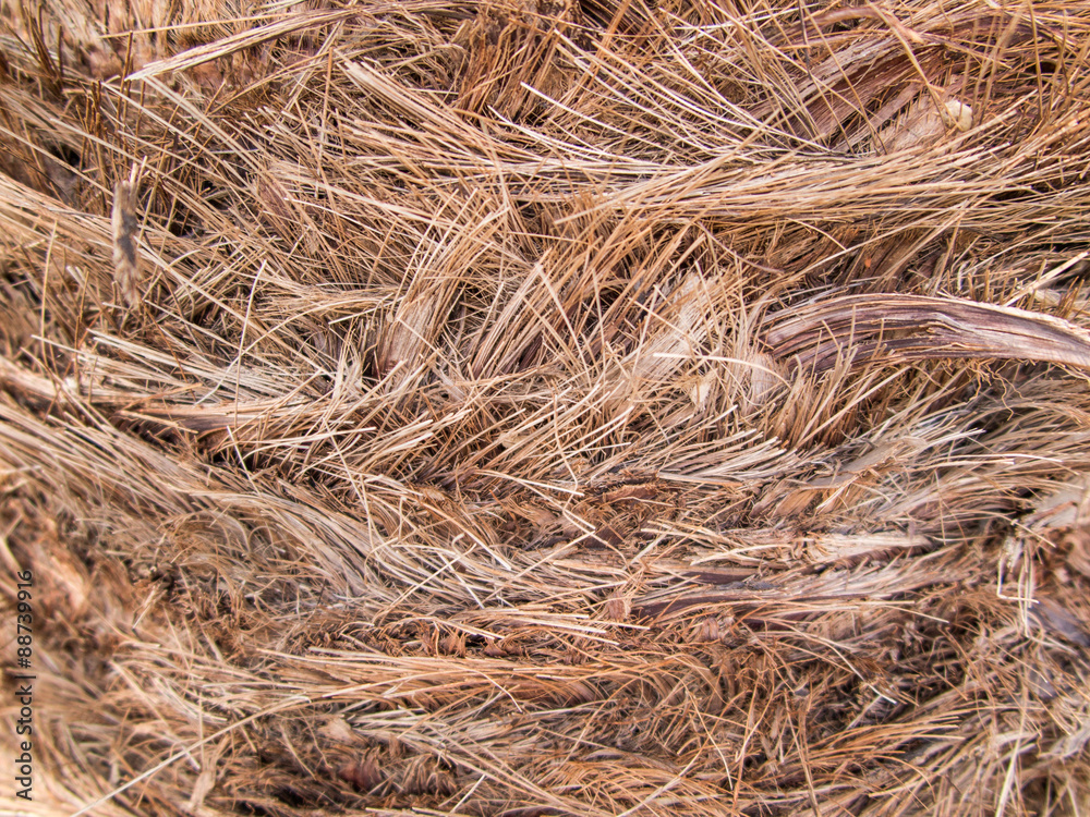 background, bark date palm background, bark date palm