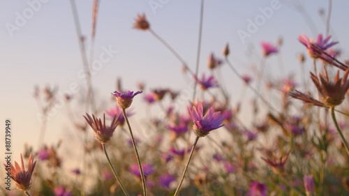 Wild flowers of pink color closeup