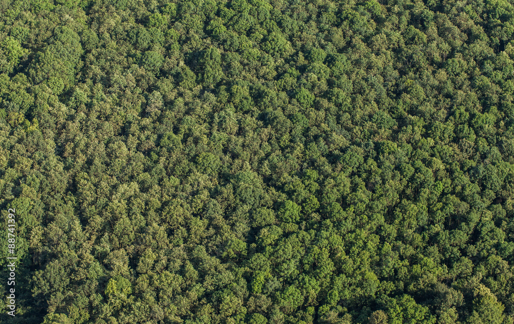 Fototapeta premium aerial view of the forest