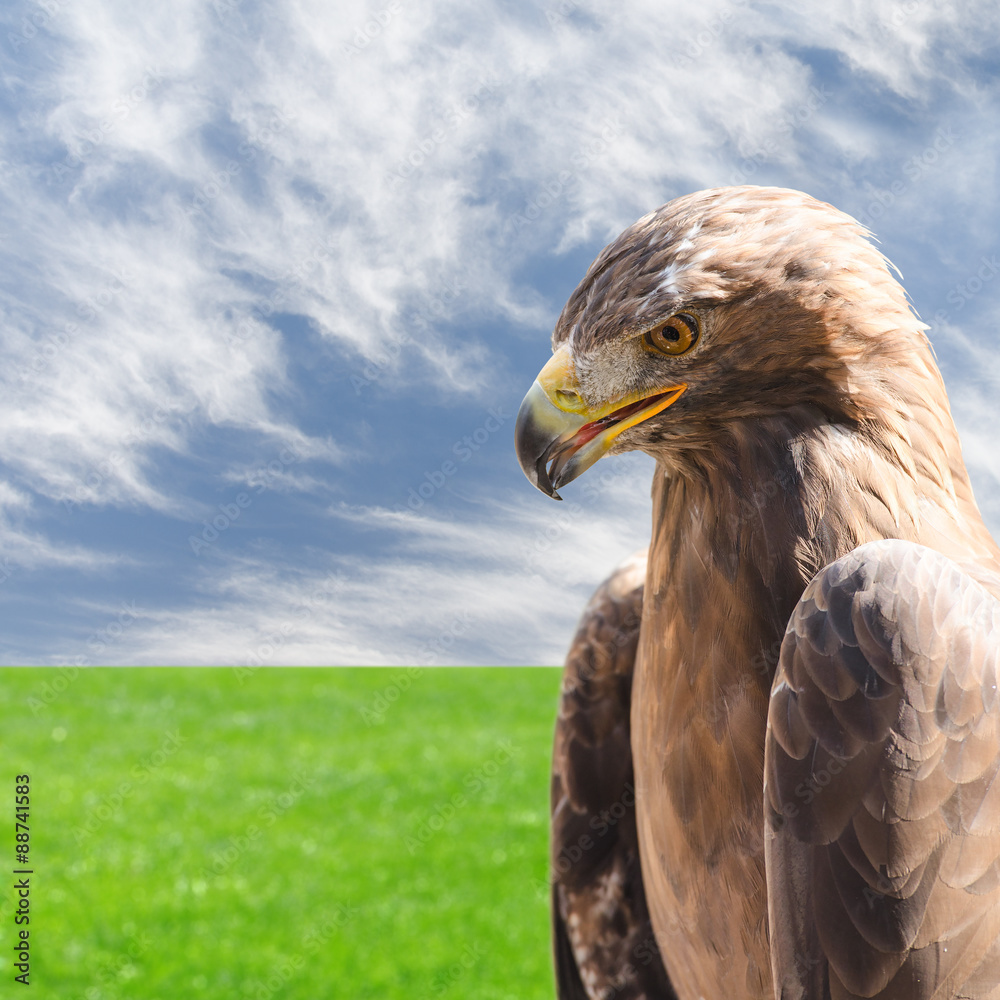 Fototapeta premium Vertical profile portrait of golden eagle over sky and grass