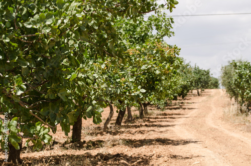 Pistachio trees, Antep , Turkey 