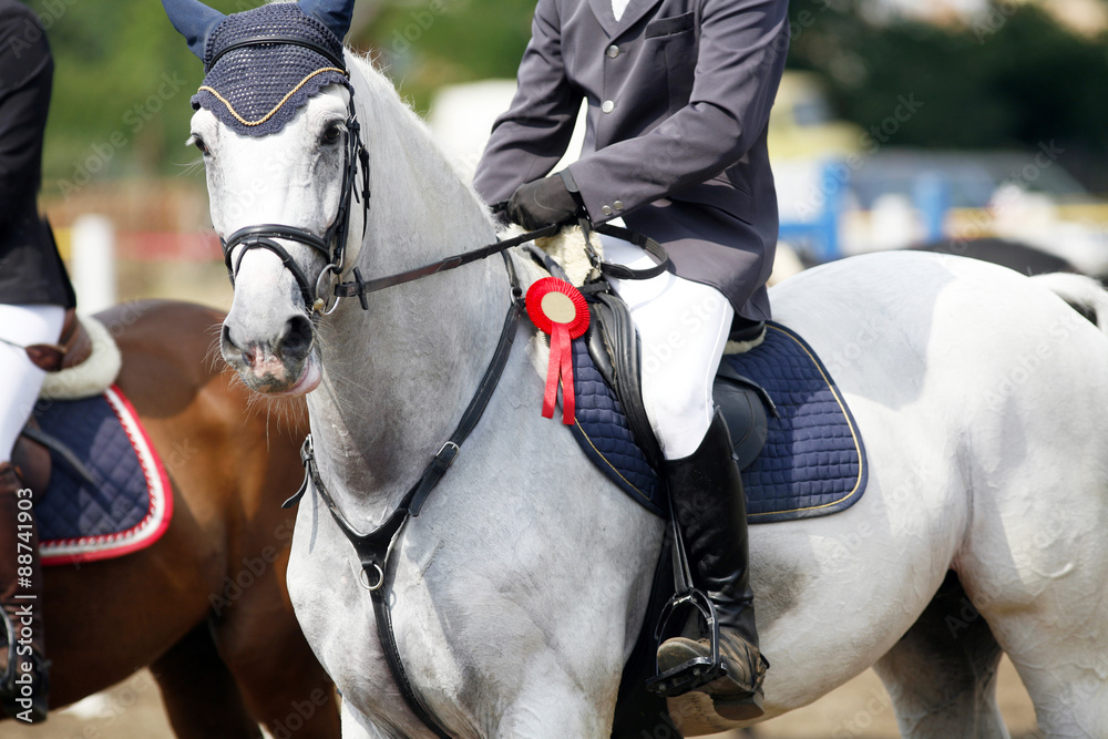 Award winning racehorse during celebration on a show jumping event - obrazy, fototapety, plakaty 