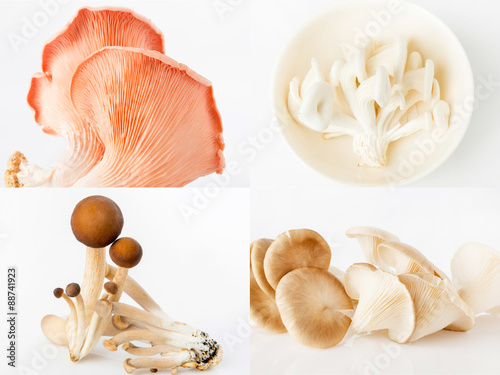 Oyster mushrooms and yanagi mushrooms on white background photo