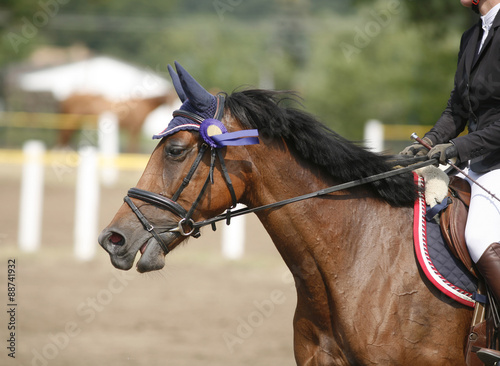 Award winning racehorse during celebration on a show jumping event