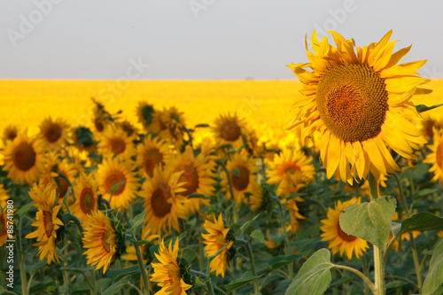 Sunflowers field photo