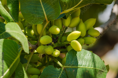 Pistachio trees, Antep , Turkey 