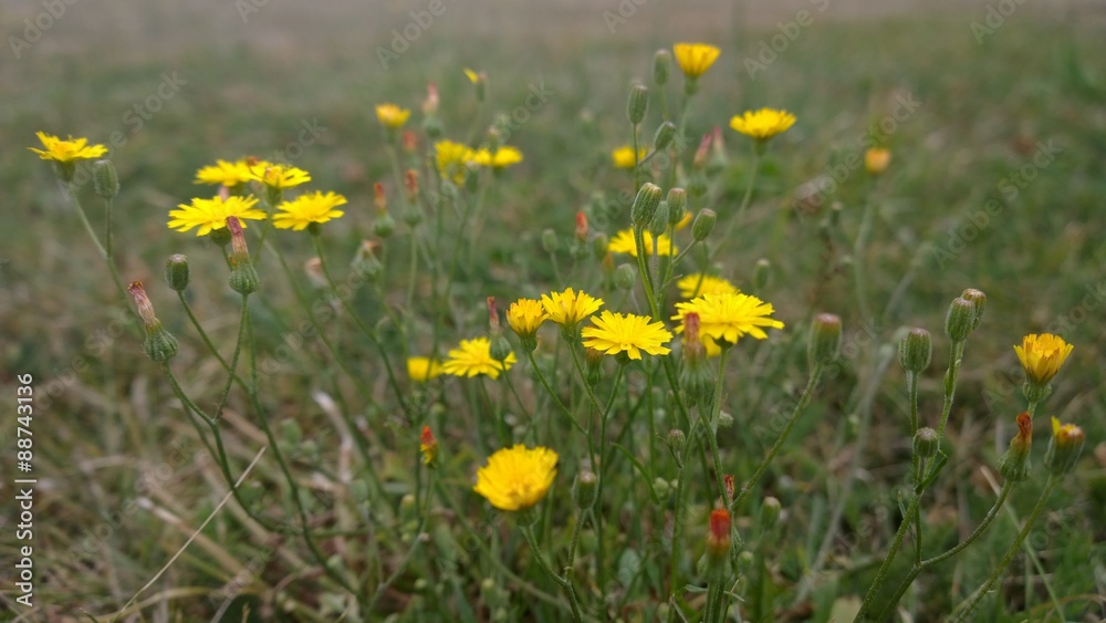 Pissenlits fleuris 