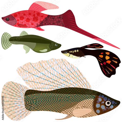 Set viviparous fishes aquarium.