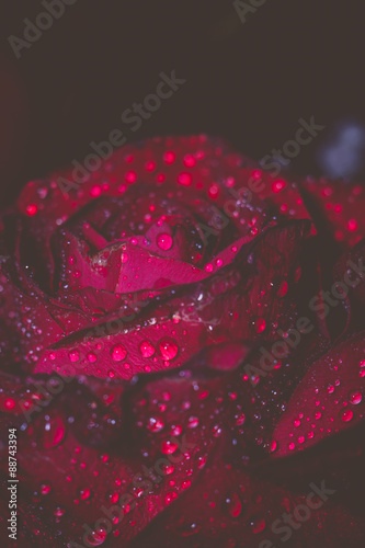 Wet Red Rose Grunge Macro
