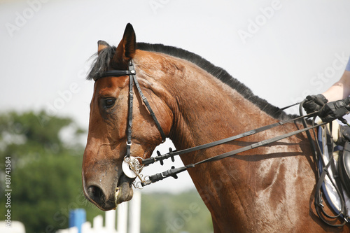 Head-shot of a show jumper horse during competition with jockey © acceptfoto