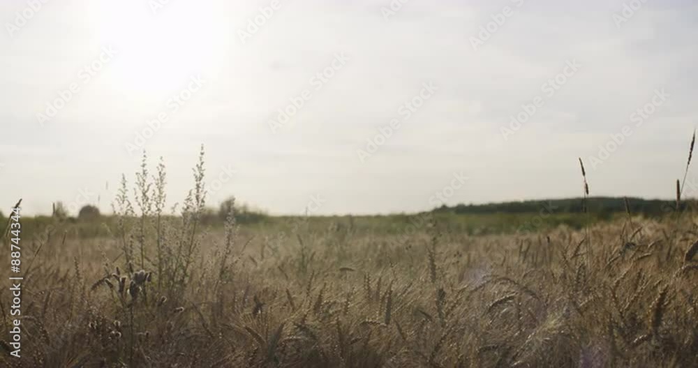 grain field with wheat or rye ready for harvest grain field with wheat or rye ready for harvest