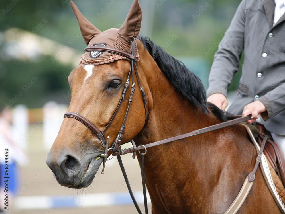 Head-shot of a show jumper horse during competition with jockey Head-shot of a show jumper horse during competition with jockey