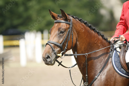 Fototapeta Naklejka Na Ścianę i Meble -  Face of a beautiful purebred racehorse on a jumping competition