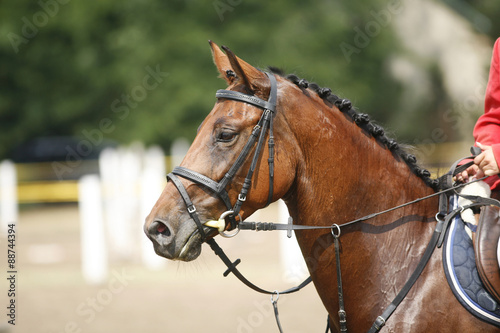 Head-shot of a show jumper horse during competition with rider