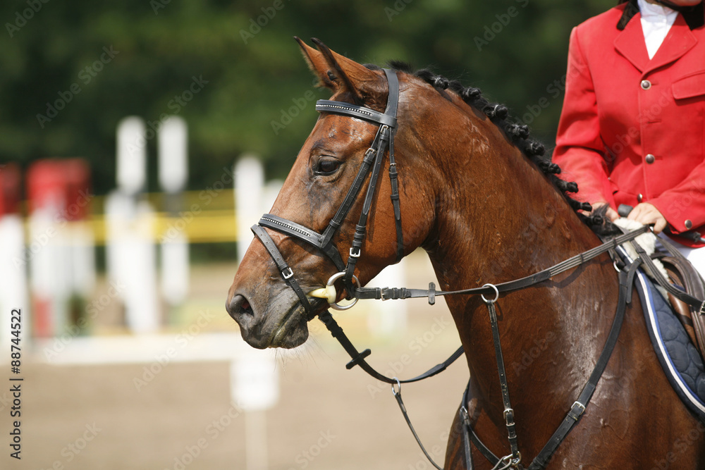 Fototapeta premium Face of a beautiful purebred racehorse on the jumping competition