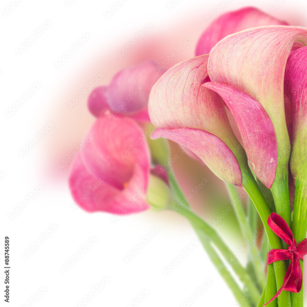 Fototapeta premium Calla lilly