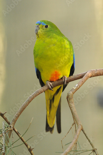 Orange-bellied Parrot