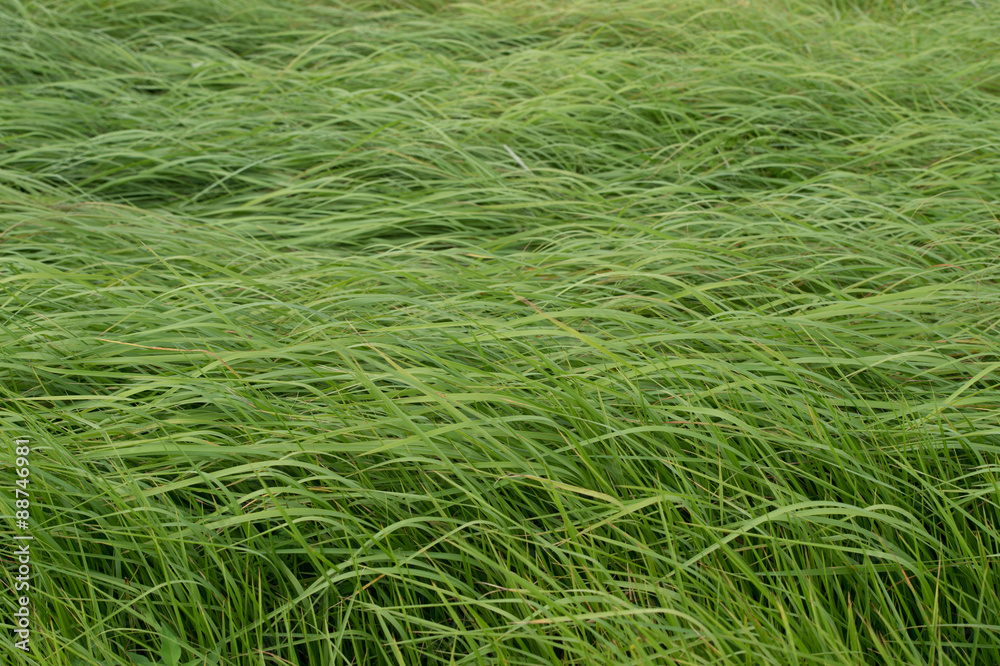 風に揺られる草 2
