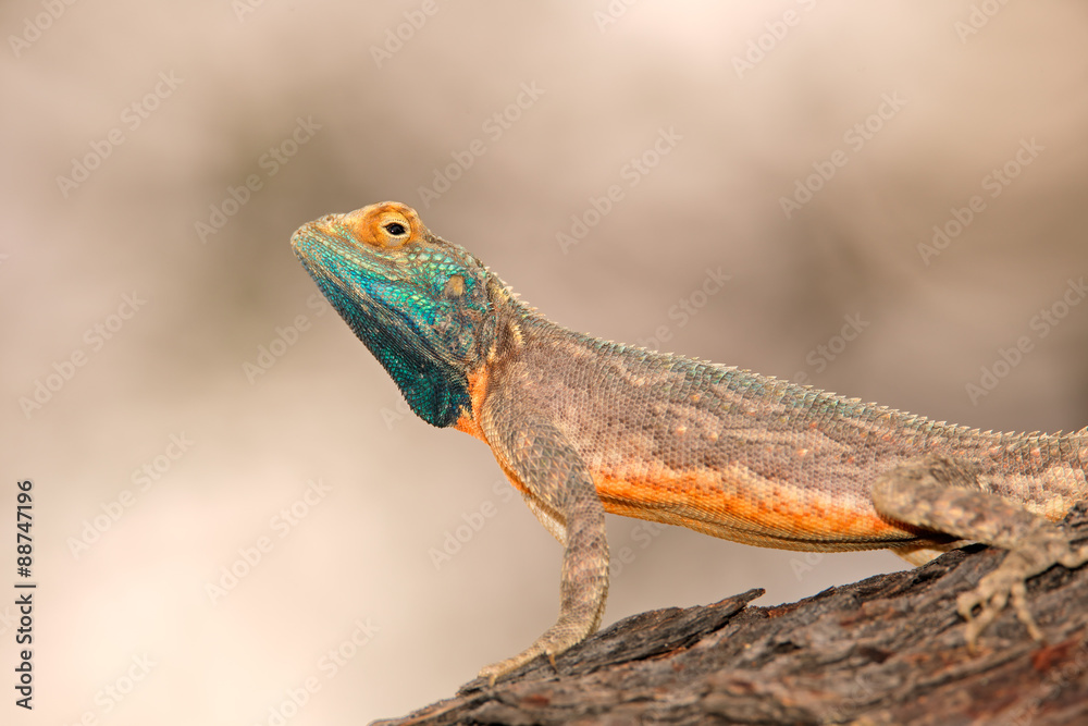 Male ground agama (Agama aculeata) in bright breeding colors, Kalahari desert, South Africa. Male ground agama (Agama aculeata) in bright breeding colors, Kalahari desert, South Africa.