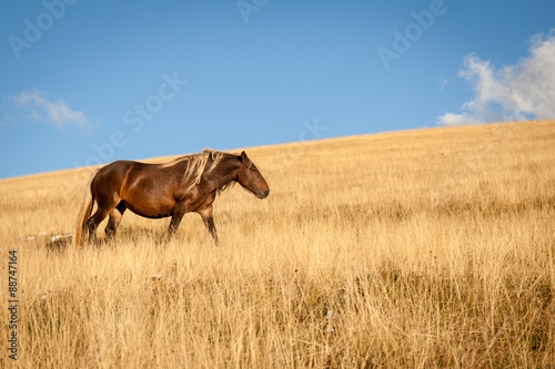 Cavallo selvaggio marrone con criniera dorata, cammina nella prateria al tramonto. photo