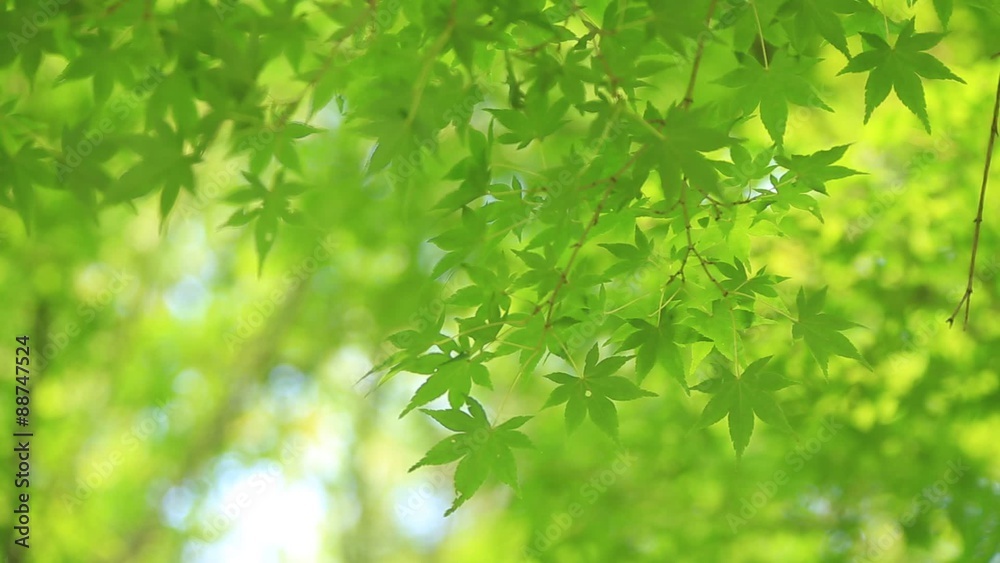風にゆれる緑の葉っぱ 風にゆれる緑の葉っぱ