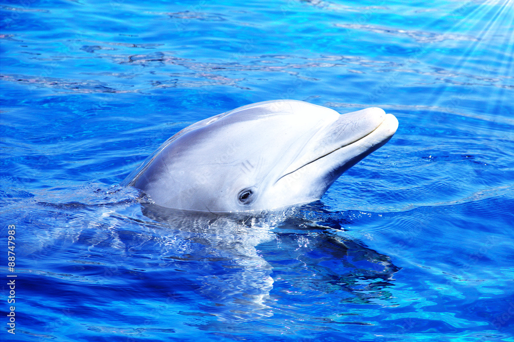 Obraz premium Dolphin in the water. Dolphin Aquarium of Genoa with his head above water. Photo taken during training session with trainers aquarium.
