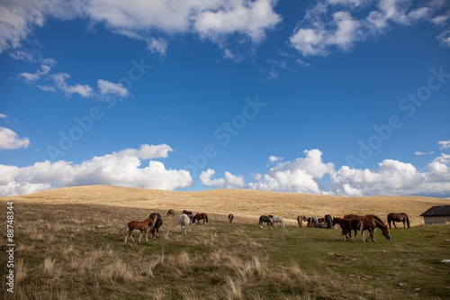 mandria di cavalli nella prateria. Cielo blu con nuvole bianche all'orizzonte © nnerto