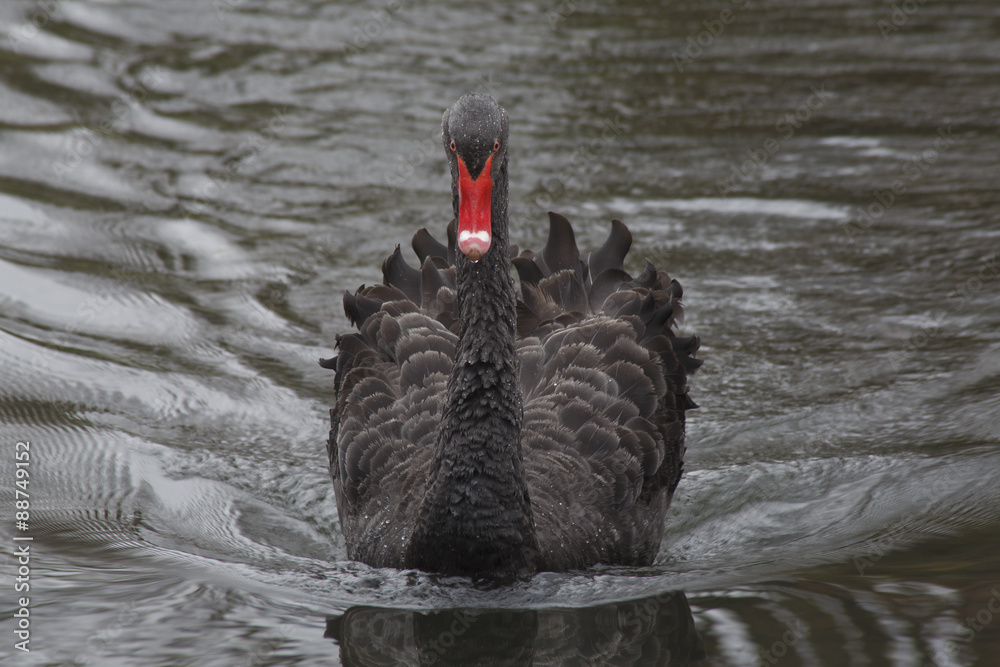 Obraz premium Schwarzer Schwan