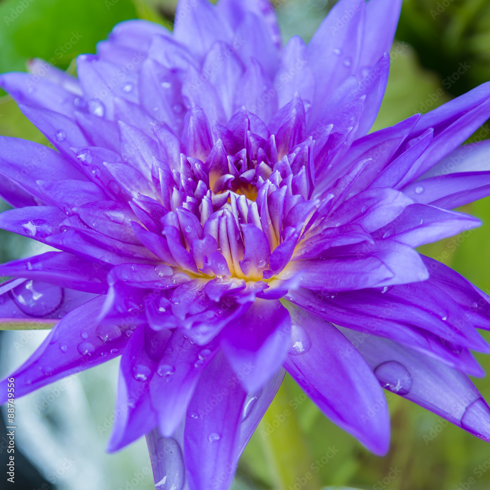 purple waterlily or purple lotus flower with water drop