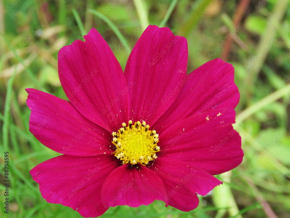 Obraz premium Blüte in Pink