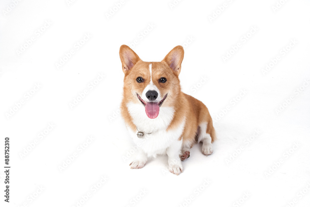 corgi dog